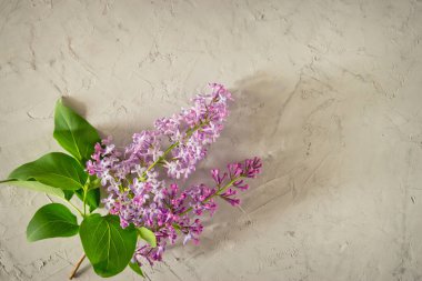 Leylak üst görünümü Sprig