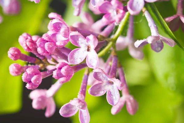 Fliederblüten — Stockfoto