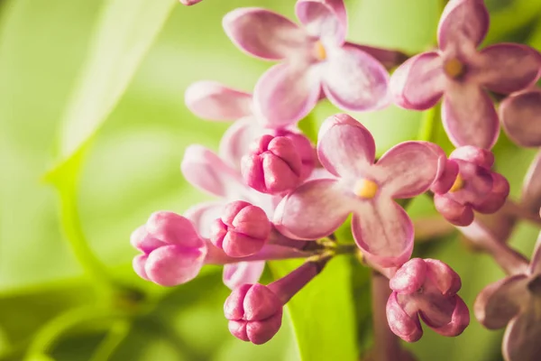 Fliederblüten — Stockfoto