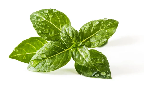 Sprig of basil — Stockfoto