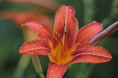 Bahçedeki çiçekler