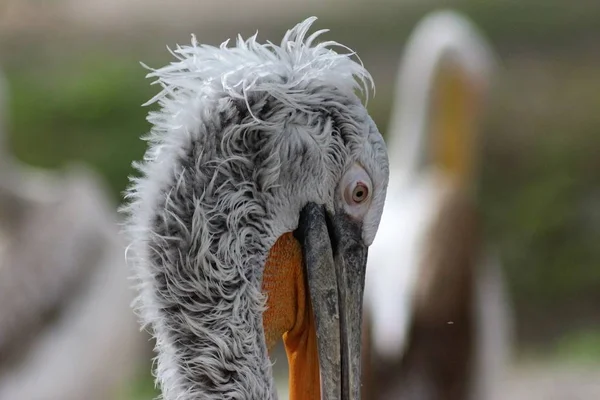 Tiere Kyiv Zoo — Stockfoto