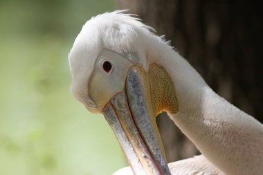 Kiev Hayvanat bahçesindeki hayvanlar