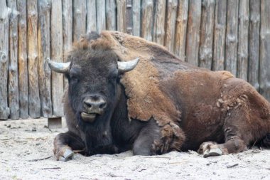 Kiev Hayvanat bahçesindeki hayvanlar