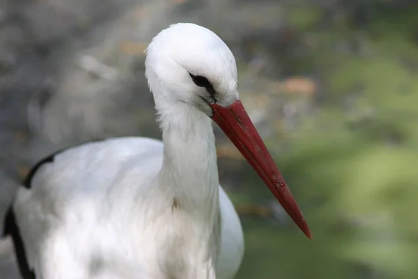 Animaux Zoo Kiev — Photo