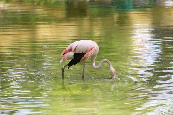 キエフ動物園の動物 — ストック写真