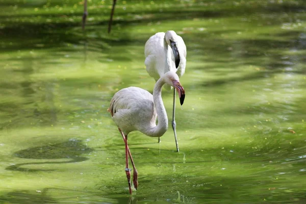 Animaux Zoo Kiev — Photo