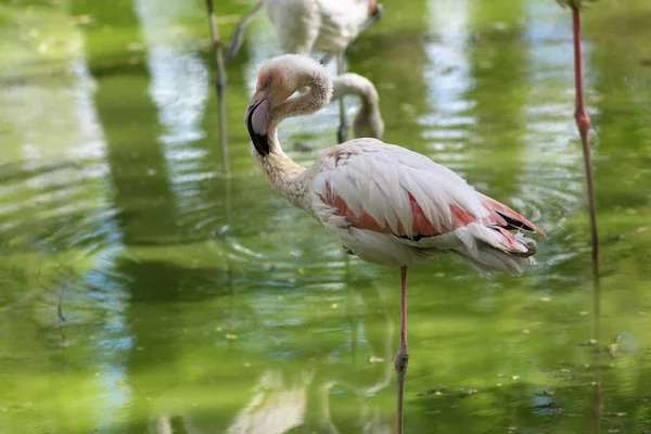 キエフ動物園の動物 — ストック写真