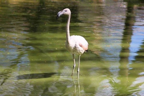 Animaux Zoo Kiev — Photo