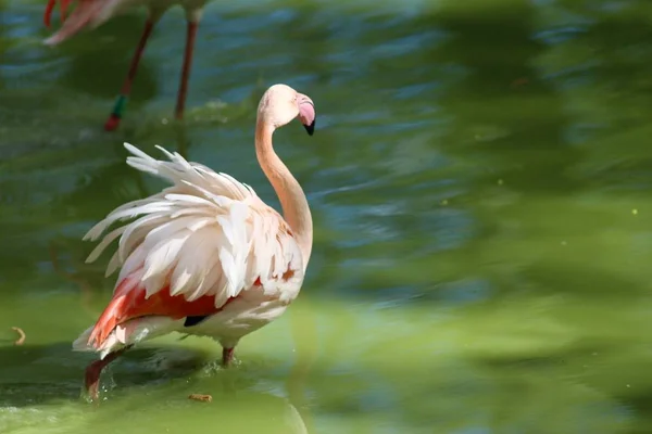 Animaux Zoo Kiev — Photo