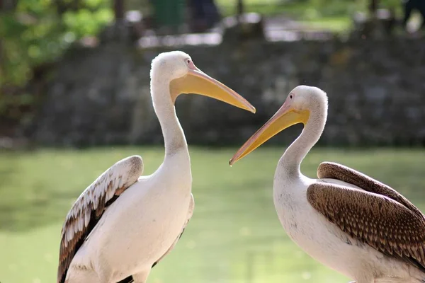 Animaux Zoo Kiev — Photo