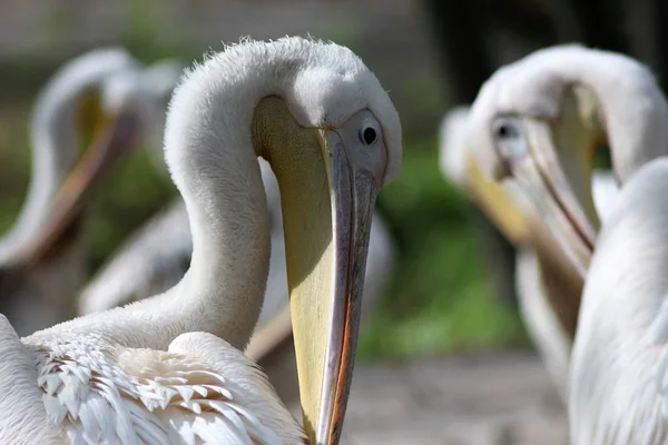 Animaux Zoo Kiev — Photo