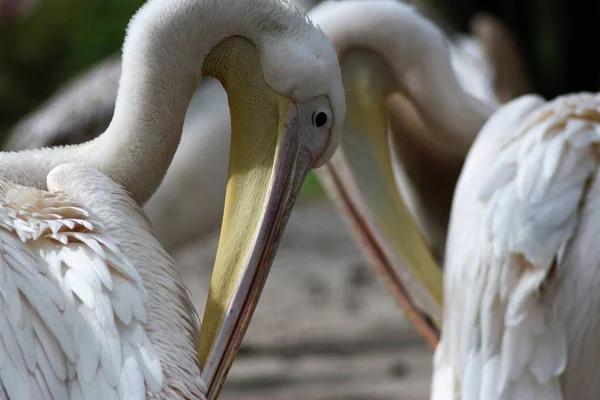 キエフ動物園の動物 — ストック写真