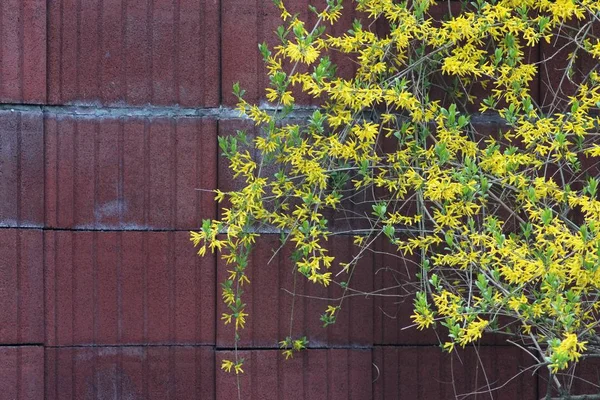 Kiev Hayvanat bahçesindeki hayvanlar