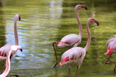 Kiev Hayvanat Bahçesinde Bir Gün