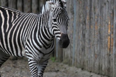 Kiev Hayvanat Bahçesinde Bir Gün