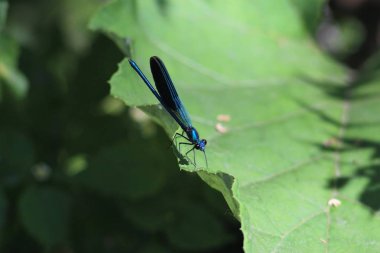 Baturyn, Ukrayna'da bir hafta sonu