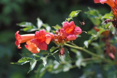 Bodrum, Türkiye'de Yaz Tatili