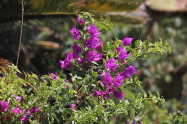 Bodrum, Türkiye'de Yaz Tatili
