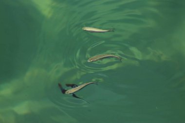 Bodrum, Türkiye'de Yaz Tatili