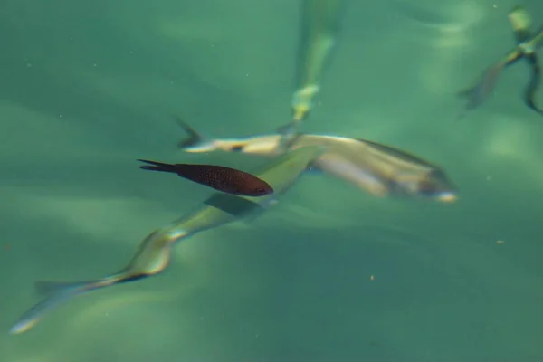 Nyaralás Itt Bodrum Törökország — Stock Fotó