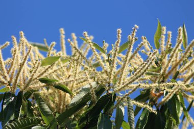 Kiev Ulusal Botanik Bahçesi