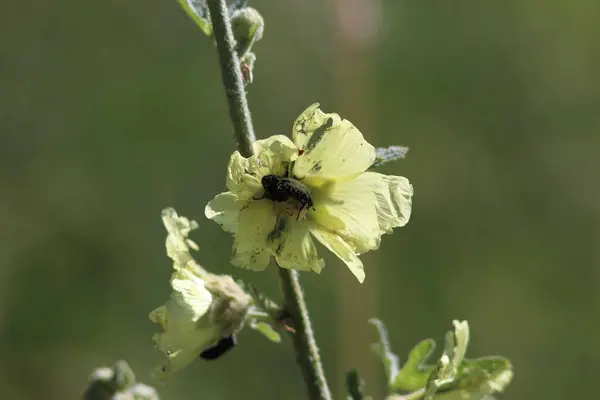 Kijowski Narodowy Ogród Botaniczny — Zdjęcie stockowe