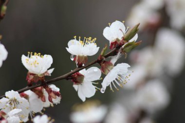 Kiraz ağaçları çiçek