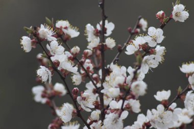 Kiraz ağaçları çiçek