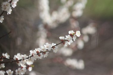 Kiraz ağaçları çiçek