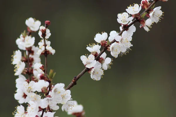 Cerisiers Fleurs — Photo