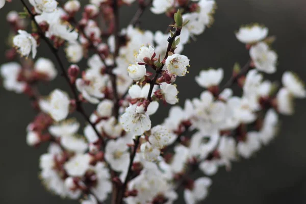 Cherry Trees Blossom — Stock Photo, Image