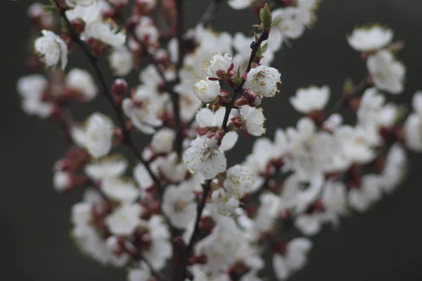 Cerisiers Fleurs — Photo