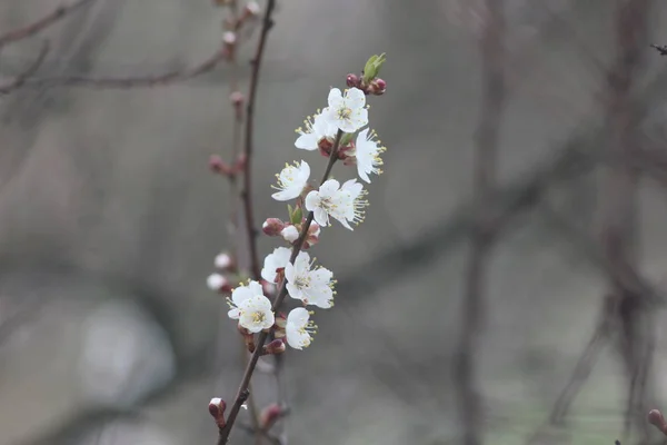 Cerisiers Fleurs — Photo