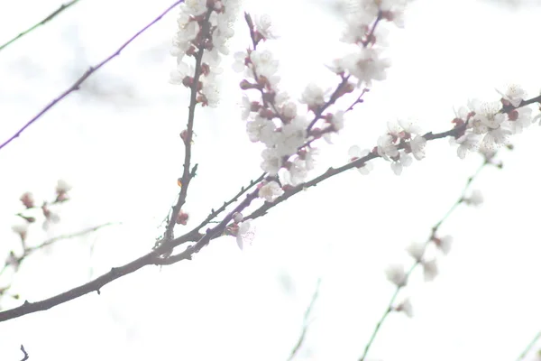 Cherry Bomen Bloei — Stockfoto
