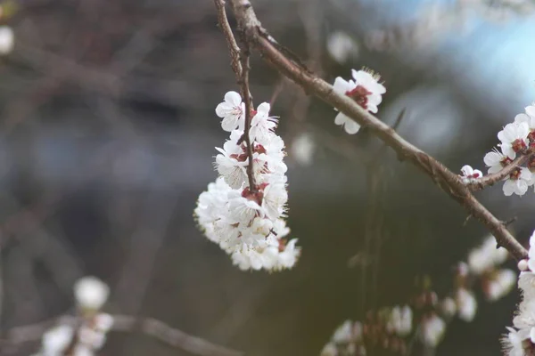 Cerisiers Fleurs — Photo