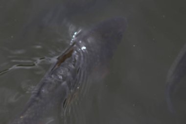 Mezhyhirya Residence Bahçe