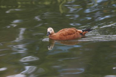 Mezhyhirya Residence Bahçe