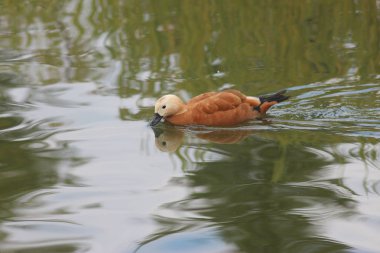Mezhyhirya Residence Bahçe