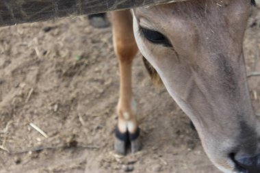 Mezhyhirya Residence Bahçe