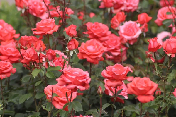 Mezhyhirya Residence Bahçe