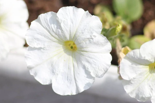 Mezhyhirya Residence Garden — Stockfoto