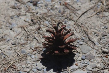 Yaremche, Karpat Dağları'nda tatil