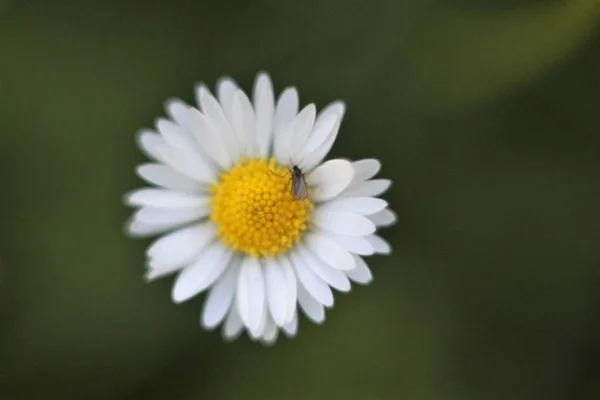Yaremche, Karpat Dağları'nda tatil