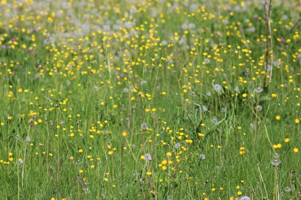 Urlaub Yaremche Karpaten — Stockfoto