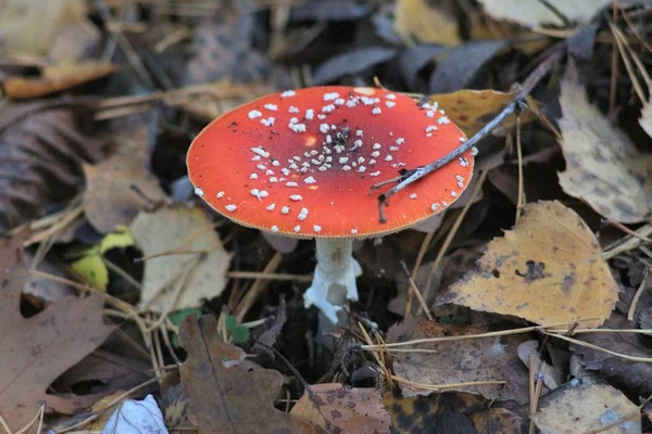 Paddenstoelen Seizoen Het Bos — Stockfoto