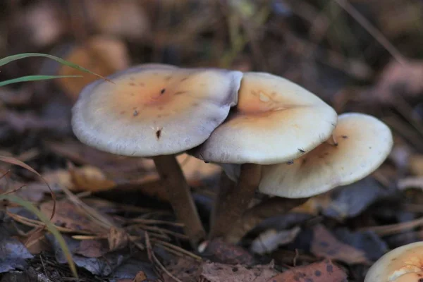 Paddenstoelen Seizoen Het Bos — Stockfoto