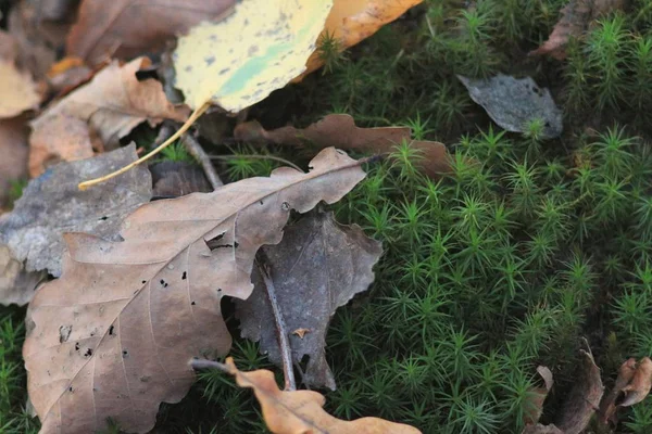 Pilzsaison Wald — Stockfoto