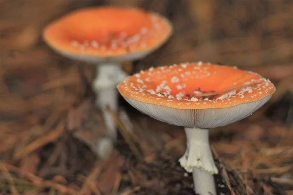 Paddenstoelen Seizoen Het Bos — Stockfoto