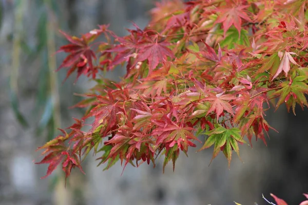 Día Otoño Oxford Reino Unido — Foto de Stock